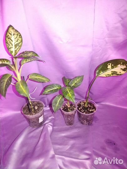 Диффенбахия, монстера, филодендрон