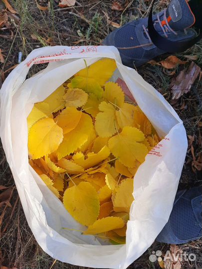 Товары для улиток (лишайник, смеси и пр)