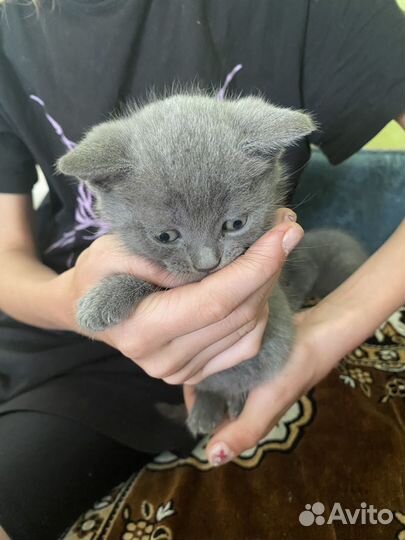 Британские котята