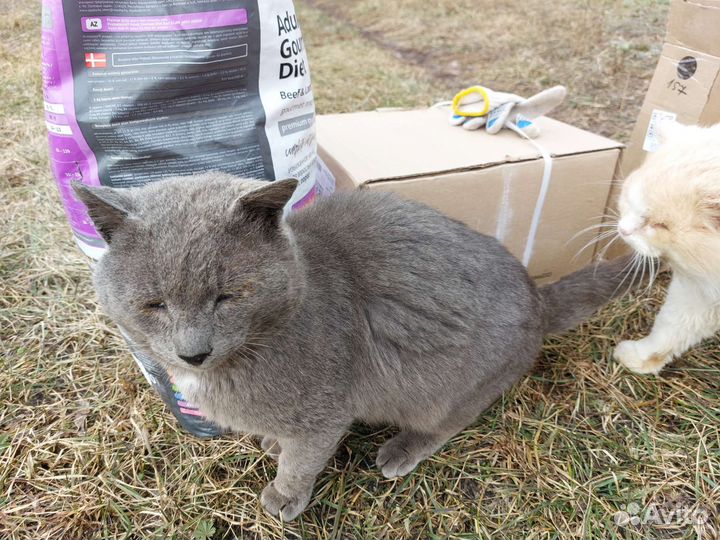 Котам и Кошкам