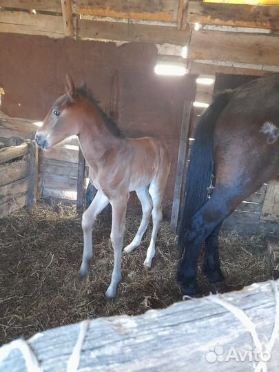 Лошадь с жеребенком