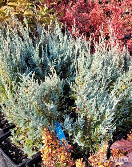 Хвойные растения