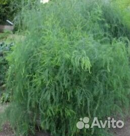 Саженцы ёлочки -спаржи