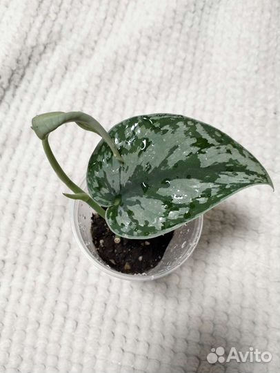 Комнатные растения списком