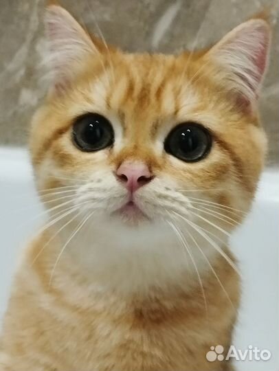 Котята золотая шиншилла