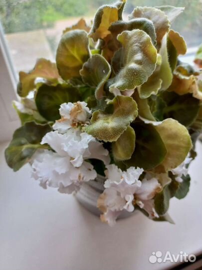 Фиалка в горшках (взрослое растение)