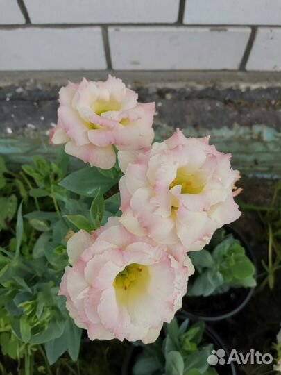 Эустома (лизиантус)