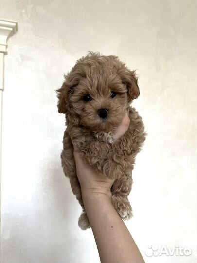 Мальтипу Ф1 мини девочка