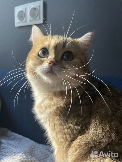 Котик золотой британский