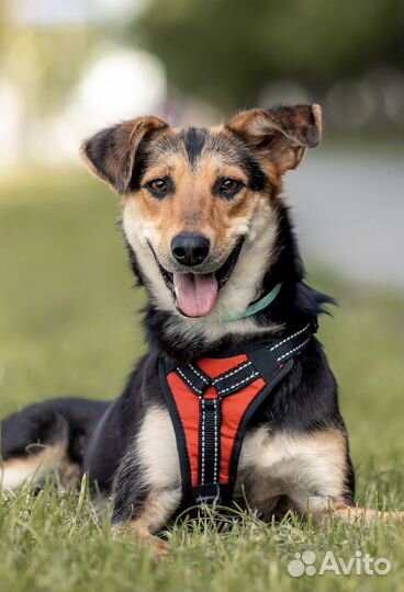 Небольшая собака в добрые руки