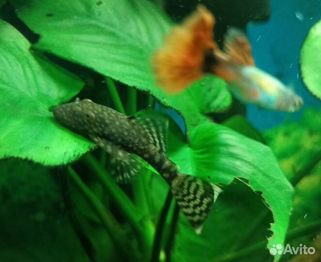 Сомики анциструсы