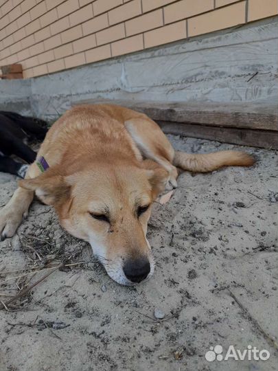 Собаки бесплатно