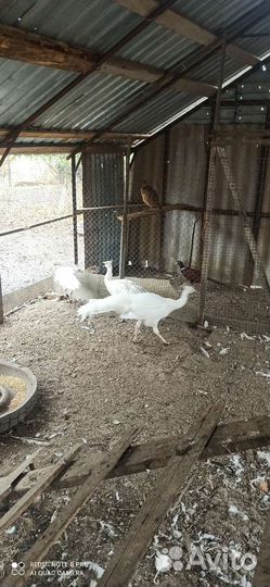 Павлиньи пара 5лет