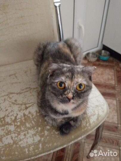 Кошка в дар бесплатно