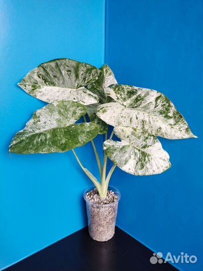 Алоказии 1