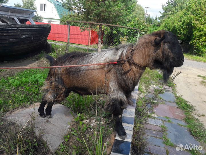Альпийский козёл для случки