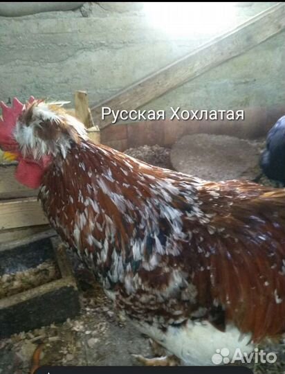 Инкубационное яйцо