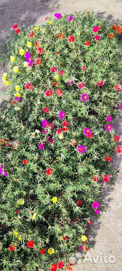 Портулак садовый, семена