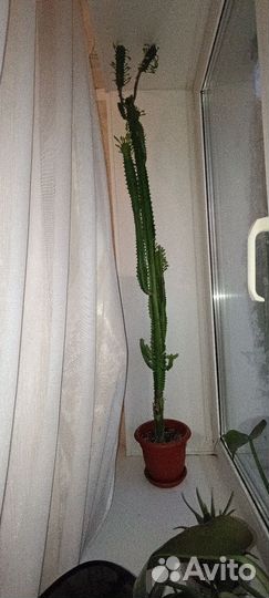 Молочай трехгранный