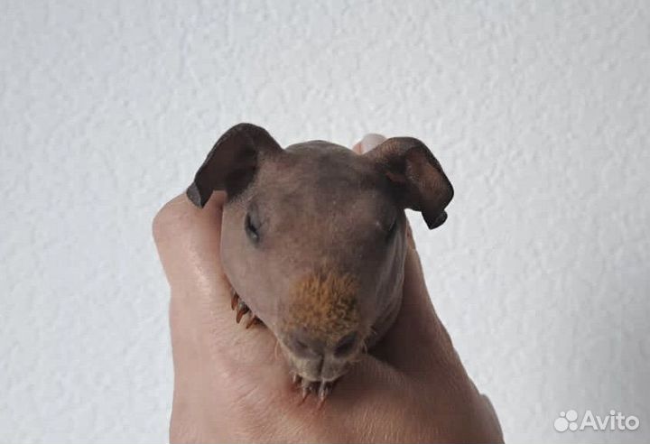 Морская свинка скинни