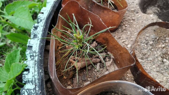 Саженцы сибирского кедра