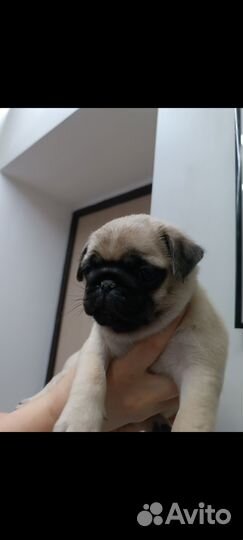 Щенки мопса