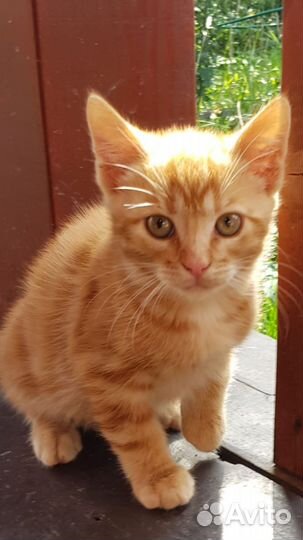 Кошки в добрые руки