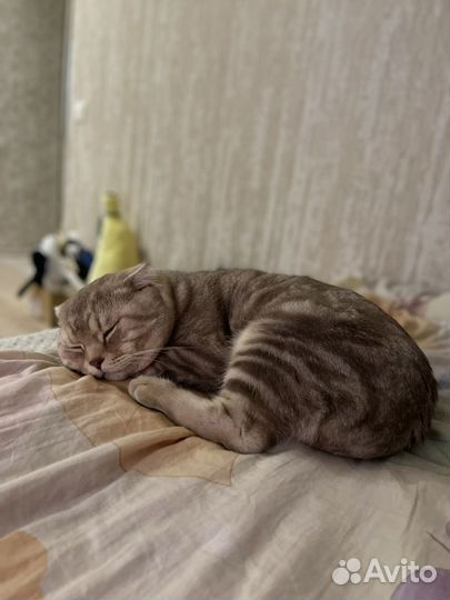 Шотландский кот вязка
