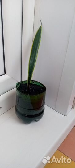 Сансеверия комнатный цветок тёщин язык