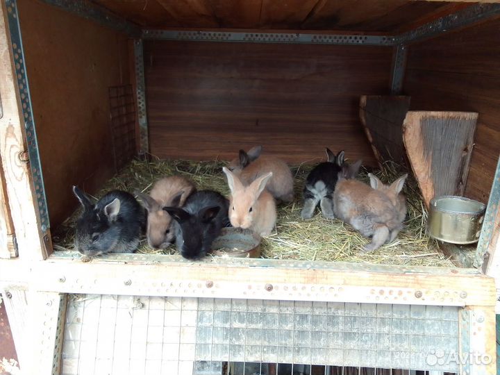 Кролики породы бургундские