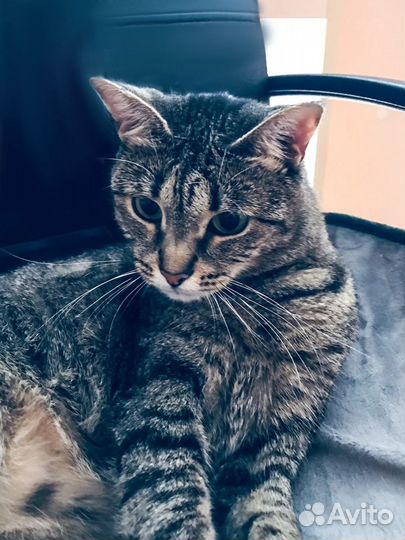 Молоденькая кошечка-«диванный» вариант в добрые ру