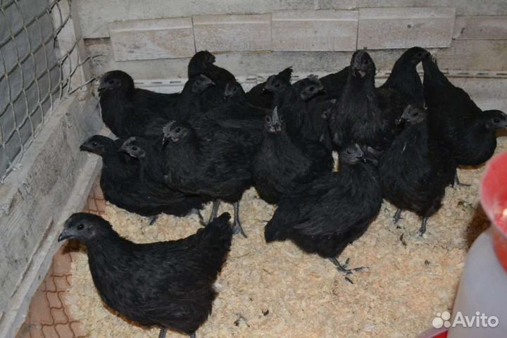 Ухей Илюи куры несущие целебные яйца