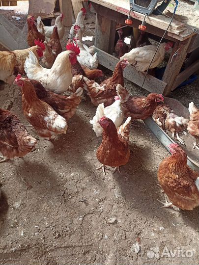 Молодые петухи и куры