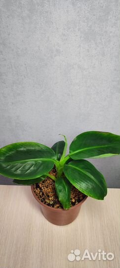 Банан комнатный