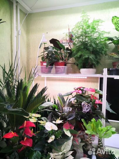 Комнатные цветы растения для офиса дачи дома