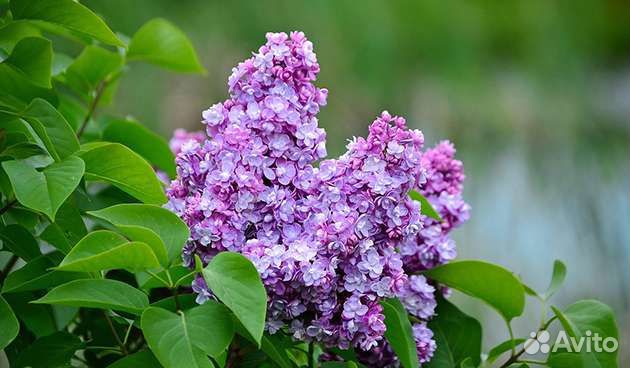 Саженцы сирени