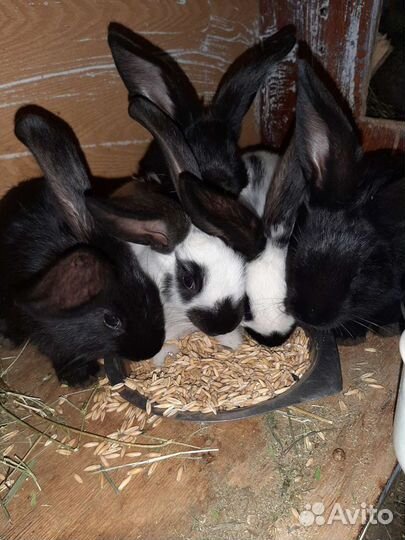 Кролики великаны. Строкач Ризен