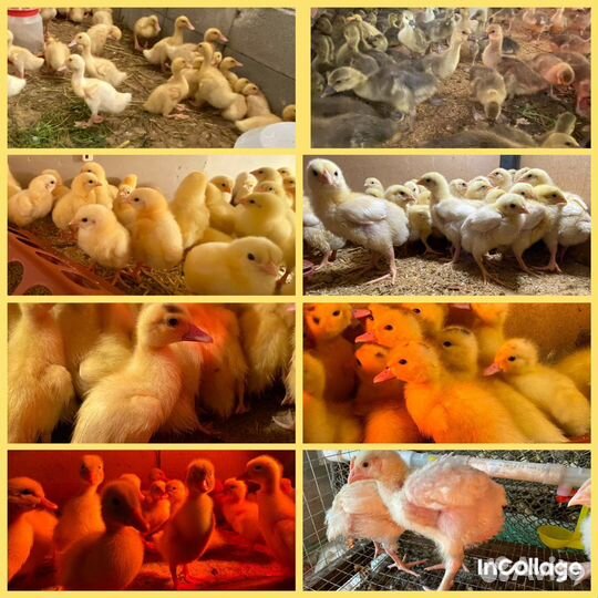 Утки,гуси,бройлеры,муларды