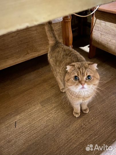 Шотландский вислоухий кот