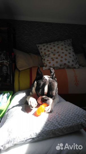 Бостон терьер кабель ищет девочку