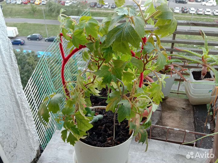 Комнатные цветы березка