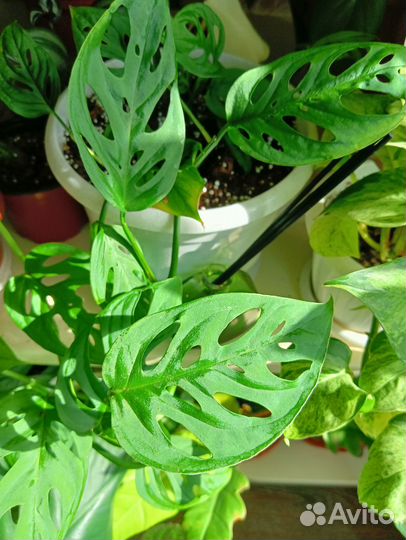 Декоративно лиственные