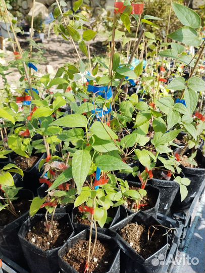 Саженцы клематиса