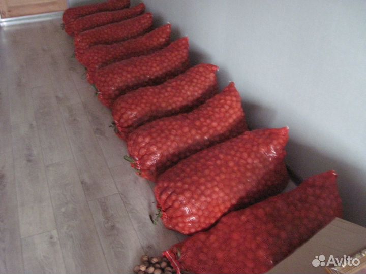 Орех грецкий