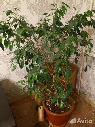 Бенджамина фикус сансевиерия тёщин язык