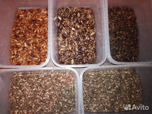 Насекомые кормовые