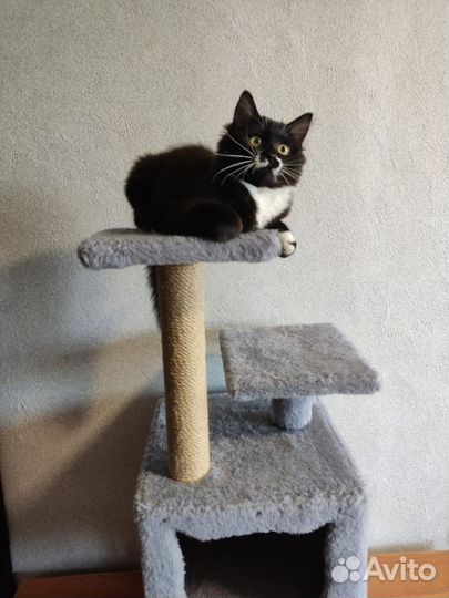 Когтеточка домик для кошки бу