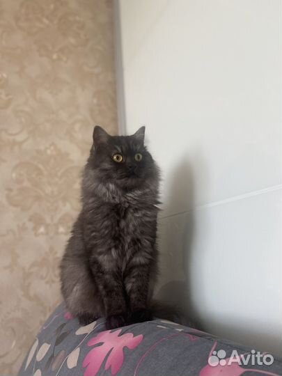 Настоящая сибирская кошка