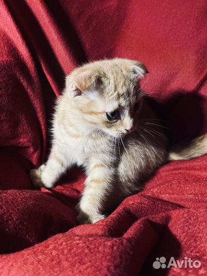 Шотландская кошка