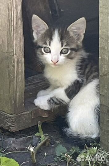Кошка в дар бесплатно